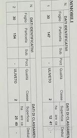 Uliveto con 34 piante di majatica e terreno