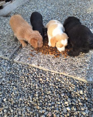 Cuccioli di cane