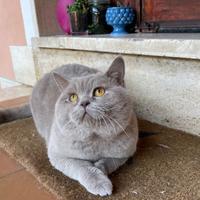 Scottish Straight maschio accoppiamento