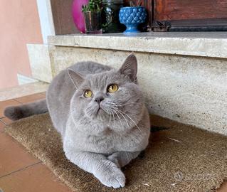 Scottish Straight maschio accoppiamento