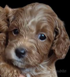 Cucciola di Barboncino toy marrone