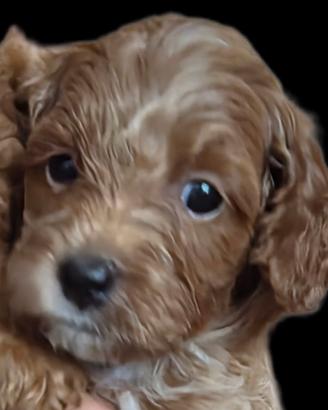 Cucciola di Barboncino toy marrone