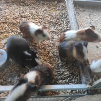 Baby porcellini d india