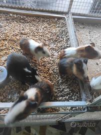 Baby porcellini d india