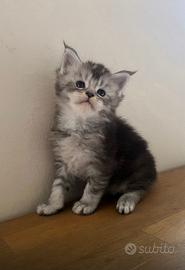 Cuccioli Maine coon linea estera