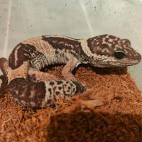 Gecky