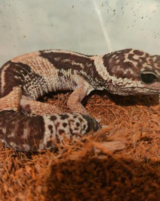 Gecky