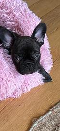 Bulldog francese