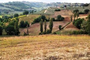 Terreno di 124220 m² a Montefalco
