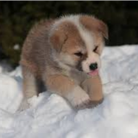 Akita Inu pedigree ENCI