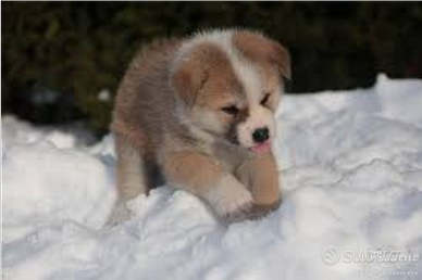 Akita Inu pedigree ENCI