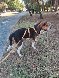 Beagle 9 mesi