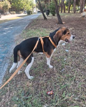Beagle 9 mesi