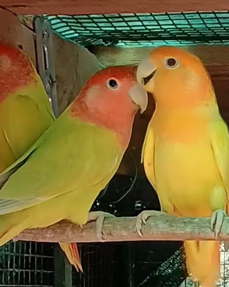 Inseparabili