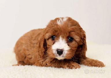Cuccioli cavapoo maschietti femminucce