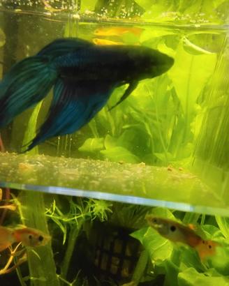 Pesci