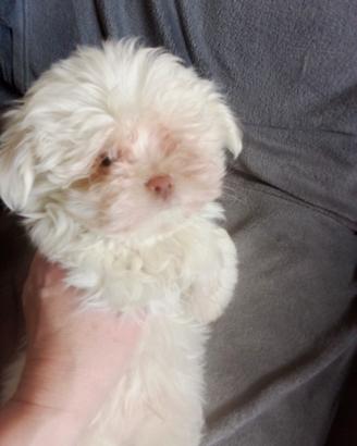 Cuccioli maschietti di razza maltese piccolissime