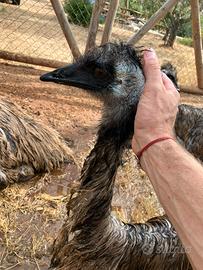 Coppia emu'