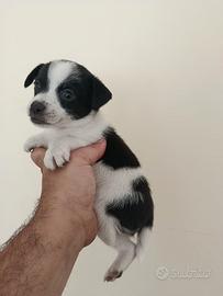 Cuccioli di jack Russell mix