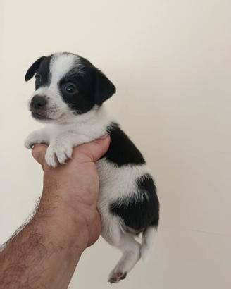 Cuccioli di jack Russell mix
