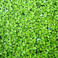 piante di lenticchia d'acqua galleggiante