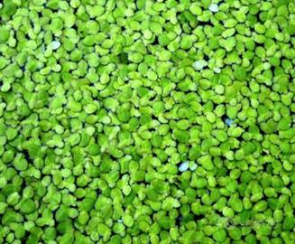 piante di lenticchia d'acqua galleggiante