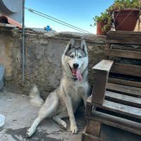Monta Husky siberiano