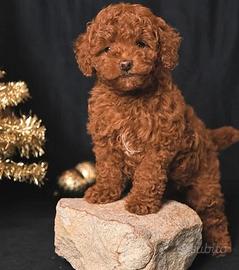 Cucciolo barboncino toy red