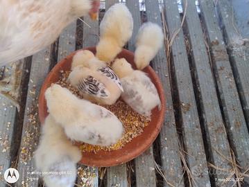 araucana