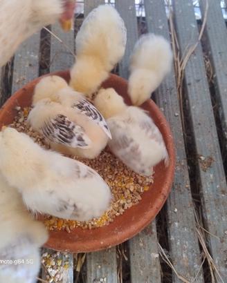 araucana