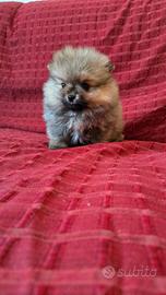 Spitz di pomerania