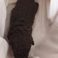 Lagotto Romagnolo con pedigree