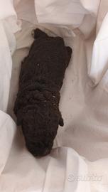 Lagotto Romagnolo con pedigree