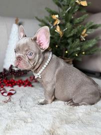 Bulldog francese isabella