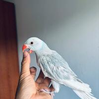 Parrocchetti allevato a mano