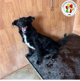 Maschio meticcio cucciolo