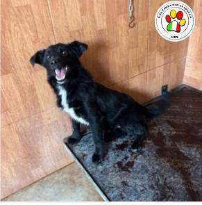 Maschio meticcio cucciolo