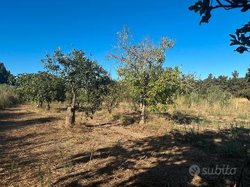 Muravera Terreno Agricolo