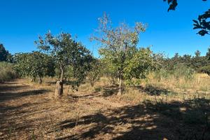 Muravera Terreno Agricolo