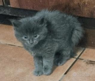 Maine Coon
