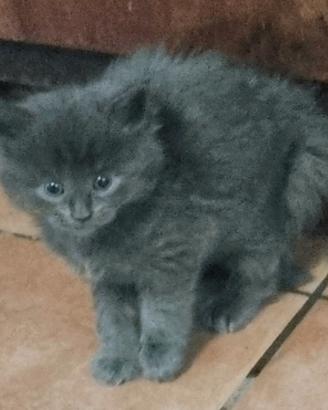Maine Coon
