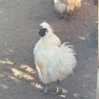 Due Galli Razza Moroseta Bianco/Nero