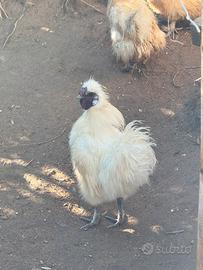 Due Galli Razza Moroseta Bianco/Nero