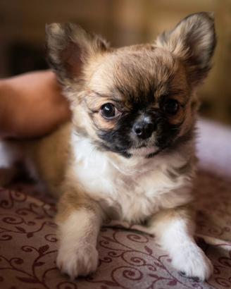 Splendidi Chihuahua Pedigree ENCI