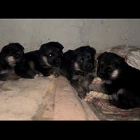 Cuccioli di Pastore Tedesco disponibili