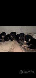 Cuccioli di Pastore Tedesco disponibili