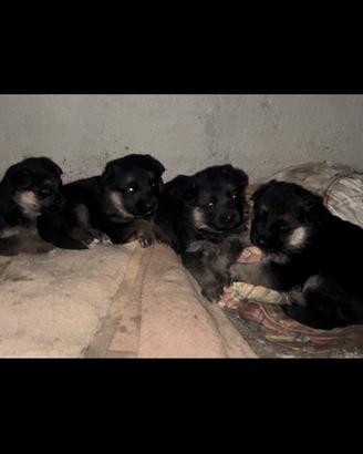 Cuccioli di Pastore Tedesco disponibili