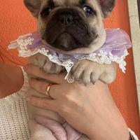 Bulldog francese esotico/standard