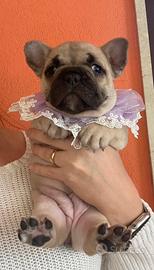 Bulldog francese esotico/standard