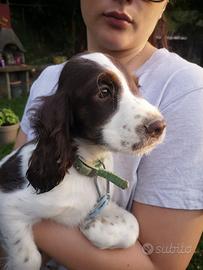 Cuccioli cocker spaniel inglesi